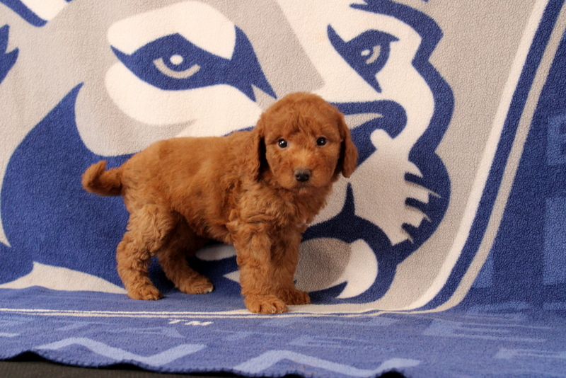 puppy, for, sale, Mini Goldendoodle F1B, Matthew B. Stoltzfus, dog, breeder, Gap, PA, dog-breeder, puppy-for-sale, forsale, nearby, find, puppyfind, locator, puppylocator, aca